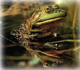 bullfrog