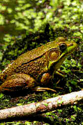 green frog