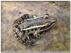 pickerel frog